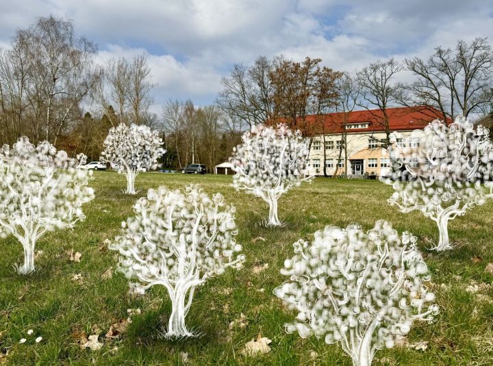 11_vysadba_okrasných_stromu_vinice 11_vysadba_okrasných_stromu_vinice