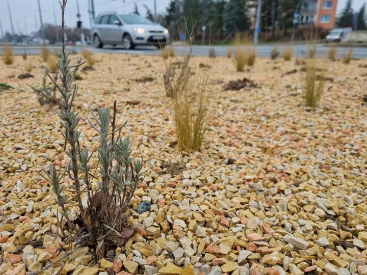 20240301_vysadba_raven (4) 20240301_vysadba_raven (4)