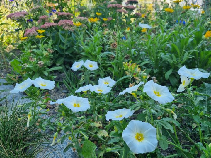 20240813_zahon_fibichova_2_colori_karla (25) 20240813_zahon_fibichova_2_colori_karla (25)