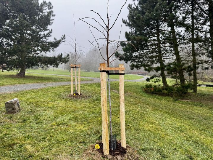 20241127_vysadba_zluticka (6)