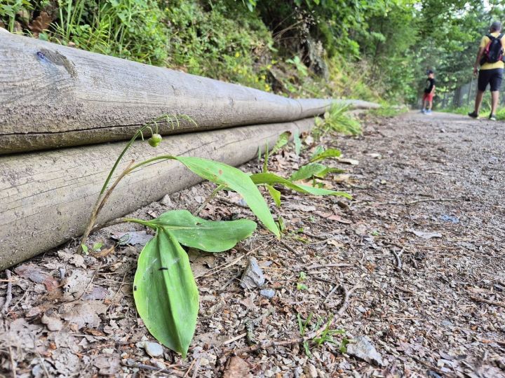 20250714_turistika_u_vydymacku_jsou_konvalinky 20250714_turistika_u_vydymacku_jsou_konvalinky