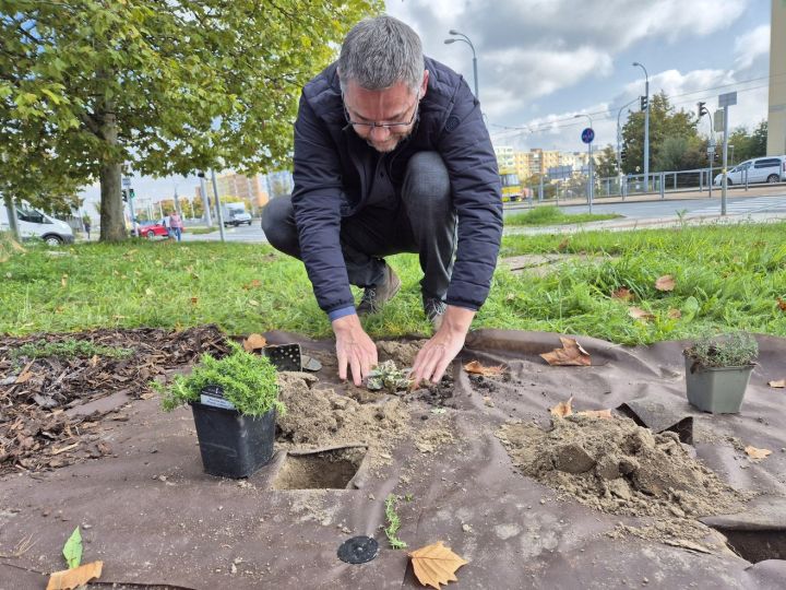 20251002_nova_vysadba_kralik_lochotin (12)