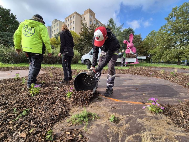 20251002_nova_vysadba_kralik_lochotin (33)