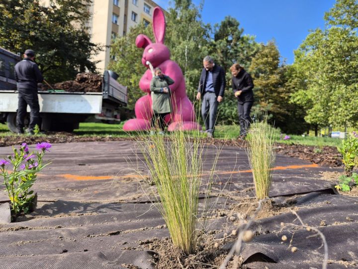 20251002_nova_vysadba_kralik_lochotin (7)