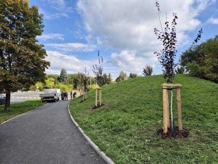 20251002_nova_vysadba_vinice_slivone (21)