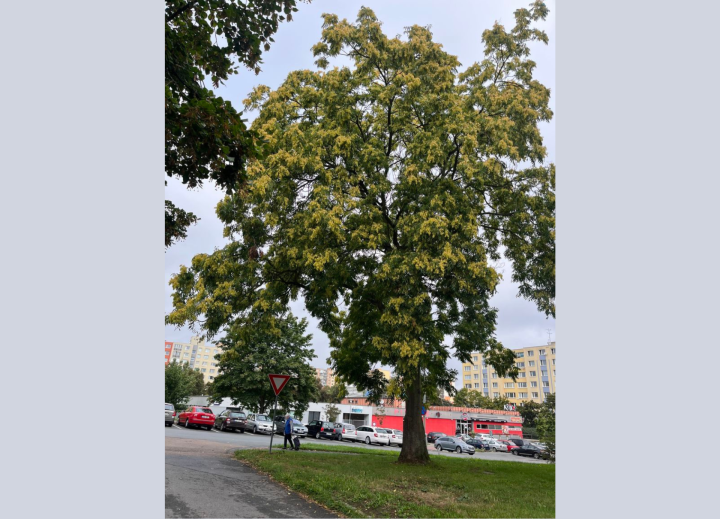 20260902_pajasan_sokolovska