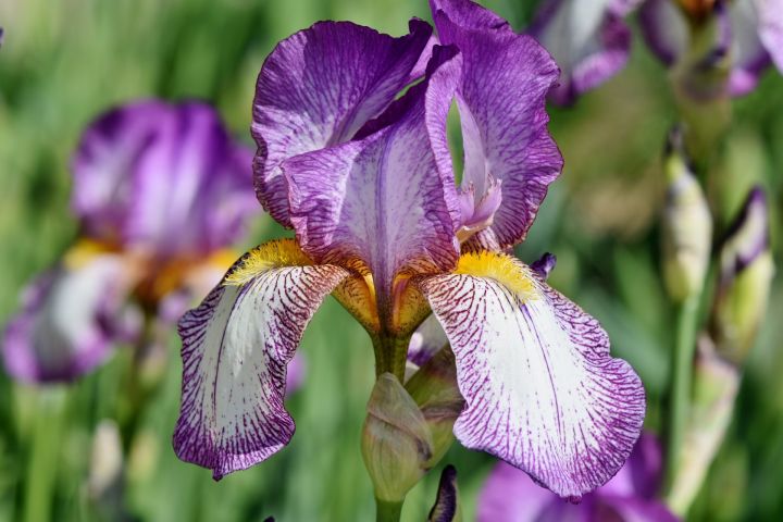 ralphs_fotos-iris-3385749